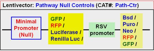 The control lentivirus is used to set the reference for specificity of pathway signal response after treatment. See the scheme below for lentivector s core expression cassette.