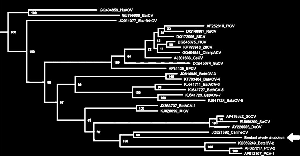 CV Tree (replication gene)
