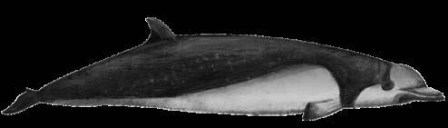 Conclusions/Future Directions Our stranded Longman s beaked whale was co-infected with alphaherpesvirus, BWMV &