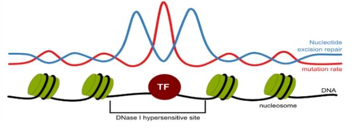 .) Nucleotide(s) scale: Mutation peak in TFBS of melanocytes due