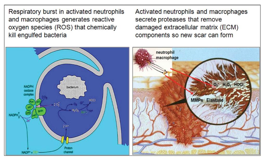 Extracellular matrix: review of its roles in acute and chronic wounds. Available at: http://www.worldwidewounds.com/2005/august/schultz/extrace- Matric-Acute-Chronic-Wounds.html. Chapter 3, p17.