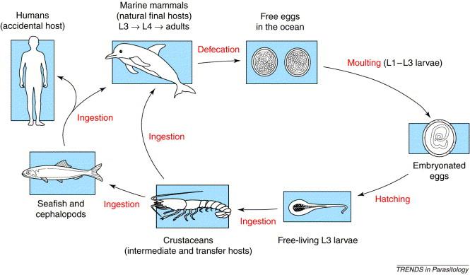 Life Cycle of Anisakis simplex (L1-L2 larvae) L3 larvae L2 larvae L3 larvae