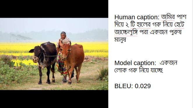 These examples demonstrate that it is possible to learn a working language model of Bangla entirely from human annotated captions.