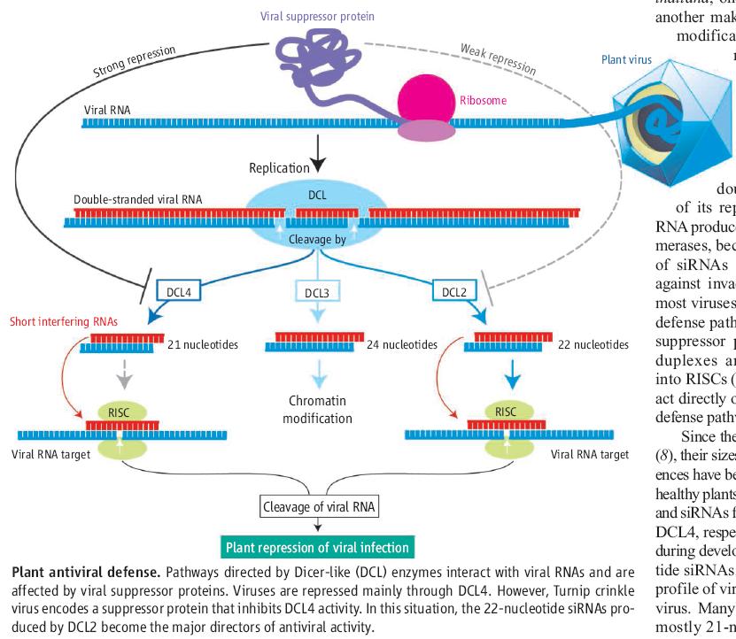 Plant antiviral RNA silencing