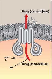 Contact Time It's logical, as the duration in which we have the drug in a specific region (eg: Intestine) increases the higher the absorbance that will occur.