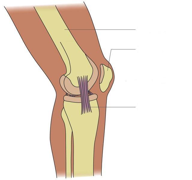 4. Give an example of where in the body we find: i. an immovable joint = ii. a slightly movable joint = iii. a freely movable joint = (3) 5i. Give another name for 'freely movable joints'. 5ii.