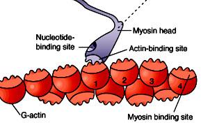 Step-1 Myosin heads form cross bridges Myosin head is tightly bound