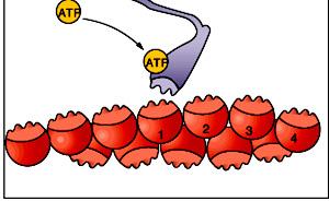 Step-2 ATP binds to myosin ATP binds to nucleotide-binding site on myosin Myosin changes conformation