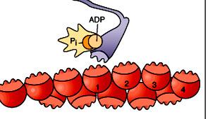 Step-3 ATP hydrolysis ATP is broken down into