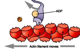 Step-5 Power stroke Release of P i from myosin initiates the power