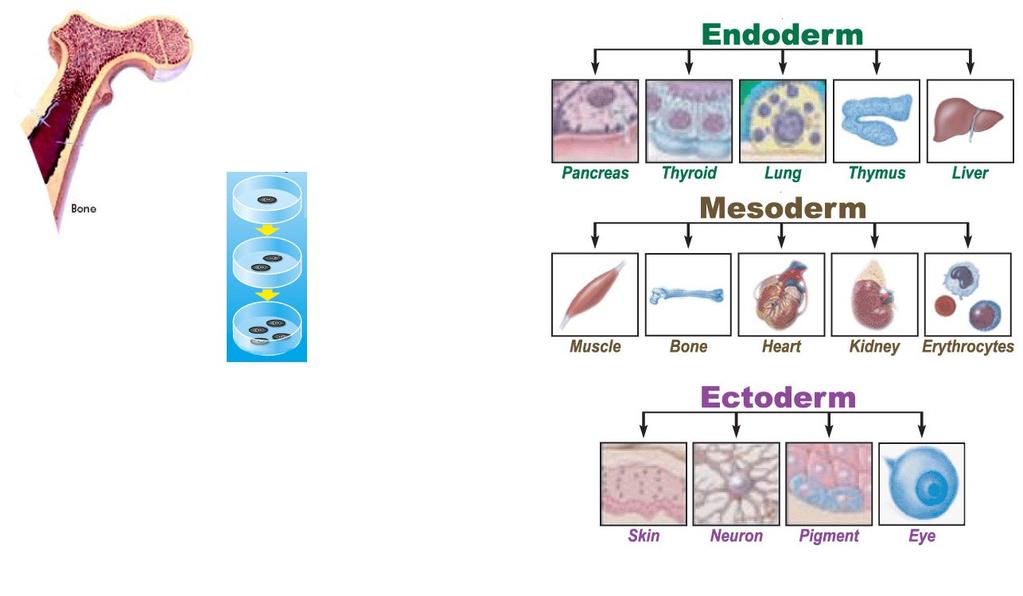 Bone Marrow Mesenchymal Stem Cells (MSCs) Self renew ability Multi-potent cells Easy