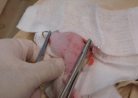 Materials and Methods Animal Experimental Groups 48 male SD rats (age: 12 weeks) had right femoral