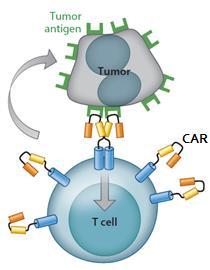 Chimeric Antigen Receptor-T (CAR-T) Cells Chimeric Antigen Receptors (CARs) Recombinant molecules that target a specific antigen Mediate cell activation T-cells Activated after CAR