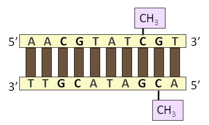 Figure 2-2. Complementary Pairing of CpG Dinucleotides. A segment of DNA with DNA methylation at complementary CpG sites. 2.2.1.