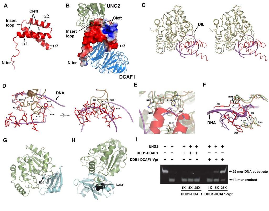 Supplementary Figure 2 Vpr-UNG2 interactions. (A) Ribbon representation of the Vpr structure in the DDB1-DCAF1-Vpr-UNG2 complex.