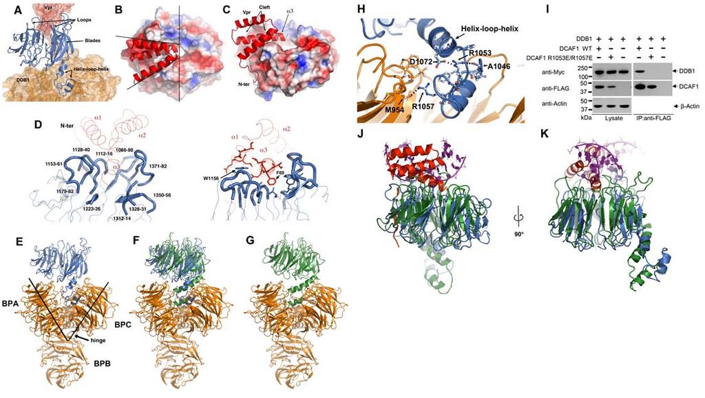 Supplementary Figure 3 DCAF1 interactions with Vpr and DDB1. (A) View of DCAF1 (blue, ribbon) bridging DDB1 (orange, surface) and Vpr (red, surface).
