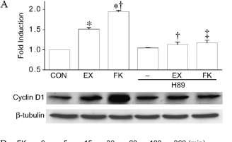 Effects of forskolin and H-89 on cyclin D1 protein