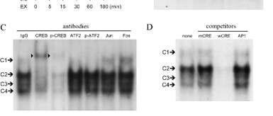 empty vector pcd1-96/creb: cotransfection of