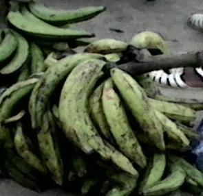 ) used for the preparation of "Claclo" were purchased on the market in Abidjan, Côte d'ivoire. a. b. c. Figure 1: Different ripening stages of banana ripe bananas Plantain bananas : a. immature ; b.