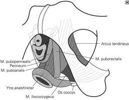 PHYSIOLOGY OF DEFECATION End result of the digestive process, begins in the mouth Peristalsis- rhythmic smooth muscle contractions, moves bolus through the organs Final component- expulsion of waste