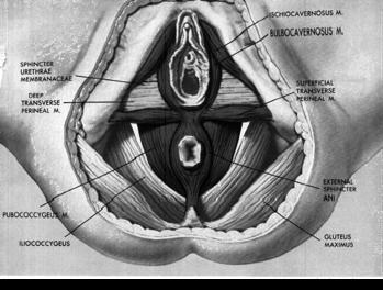 structure between the urogenital and anal triangles Links the superficial transverse perineal muscles Childbirth: During delivery SHOULD
