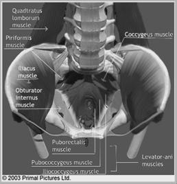 MUSCLES OF THE PELVIC RING Obturator Internus: Superior lateral intrapelvic wall obturator foramen, through lesser sciatic notch beneath the ischial spine and behind the ischial tuberosity, right