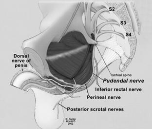 Pudendal nerve Through greater sciatic notch between piriformis and coccygeus under the sacrospinous ligament Back into pelvic ring through lesser sciatic notch where the 1) inferior rectal nerve