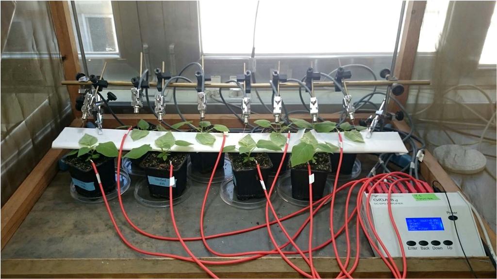 8 channel DC-Amplifier / 8 h EPG recordings on MYZUPE feeding on Physalis floridiana plants Duration of non-probing events was much longer than on the untreated control The duration of