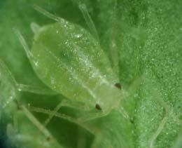 10 aphids/physalis test plant 4 1 Plants
