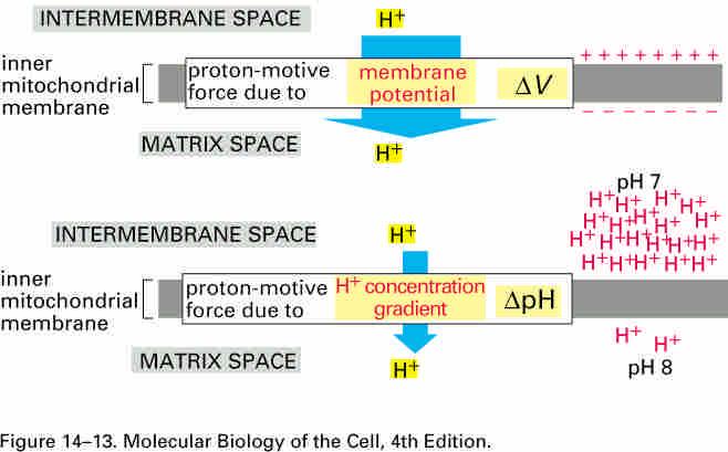 The mitochondrial membrane potential The ph gradient (ΔpH) + The membrane