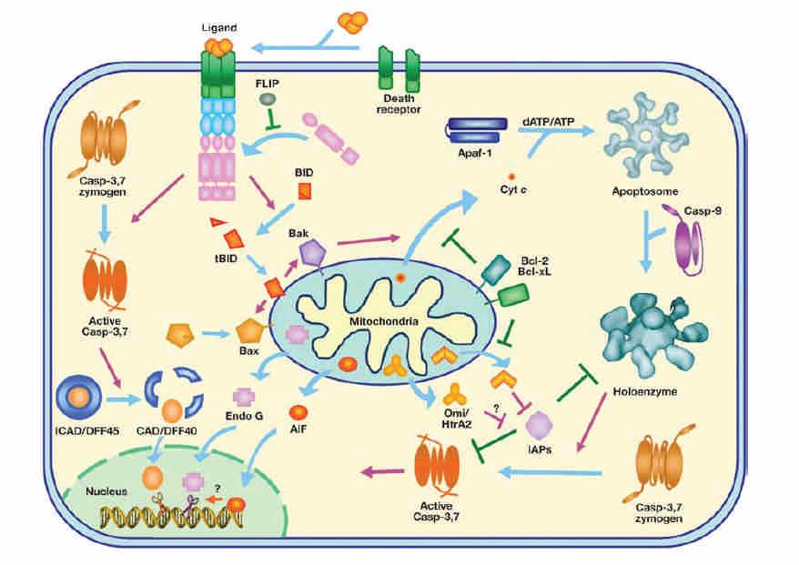 Multiple apoptosis pathways activate