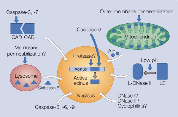 Apoptotic effectors dismantle nucleus EndoG AIF: apoptosis-inducing factor, causing chromatin condensation (stage I) and 50 kb fragmentation Endo G: