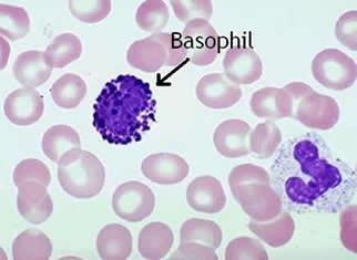 Basophils Low difficult to demonstrate Basophils High