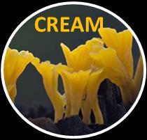 Current Research in Environmental & Applied Mycology 6 (4): 300 304 (2016) ISSN 2229-2225 www.creamjournal.org Article CREAM Copyright 2016 Doi 10.