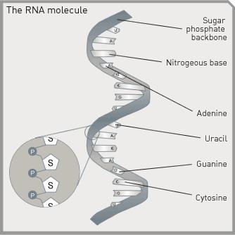 Protein Synthesis and Mutation Review 1. Using the diagram of RNA below, identify at least three things different from a DNA molecule. Additionally, circle a nucleotide.