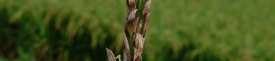The diagnostic symptoms are the grains that are partially