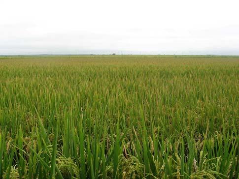 Rice grown on these soils is subject to potassium deficiency, which often gets noticed during the early to mid booting