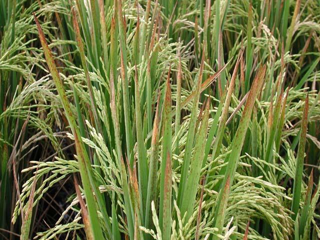 This is a closer picture of Wells rice leaf tips affected by late-season potassium deficiency and stem rot disease.