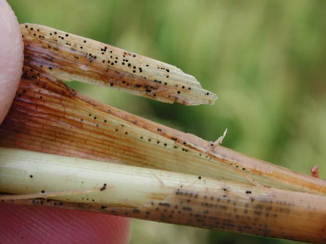 the stems resulting in partially blanked discolored panicles. You may also notice severe brown spot as above.