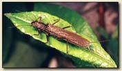 Insect Diversity: Polyneoptera l Univeristé