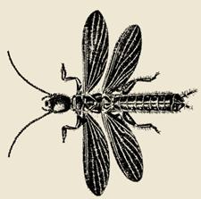 lesinsectesduquebec.com/insecta/8-plecoptera/perlidae-2.