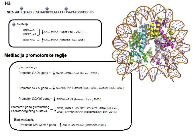 Slika 4. Epigenetičke modifikacije gena GAD1, RELN, SOX10, NR3B, GRIA2, VGLUT1, VGLUT2, HTR2A i MB-COMT u shizofreniji. Preuzeto i prilagođeno od: Martinez i sur., 2016.
