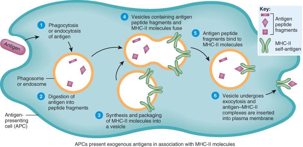 Processing of Exogenous Antigens: APC cells with MHCII The steps in the processing and presenting of an