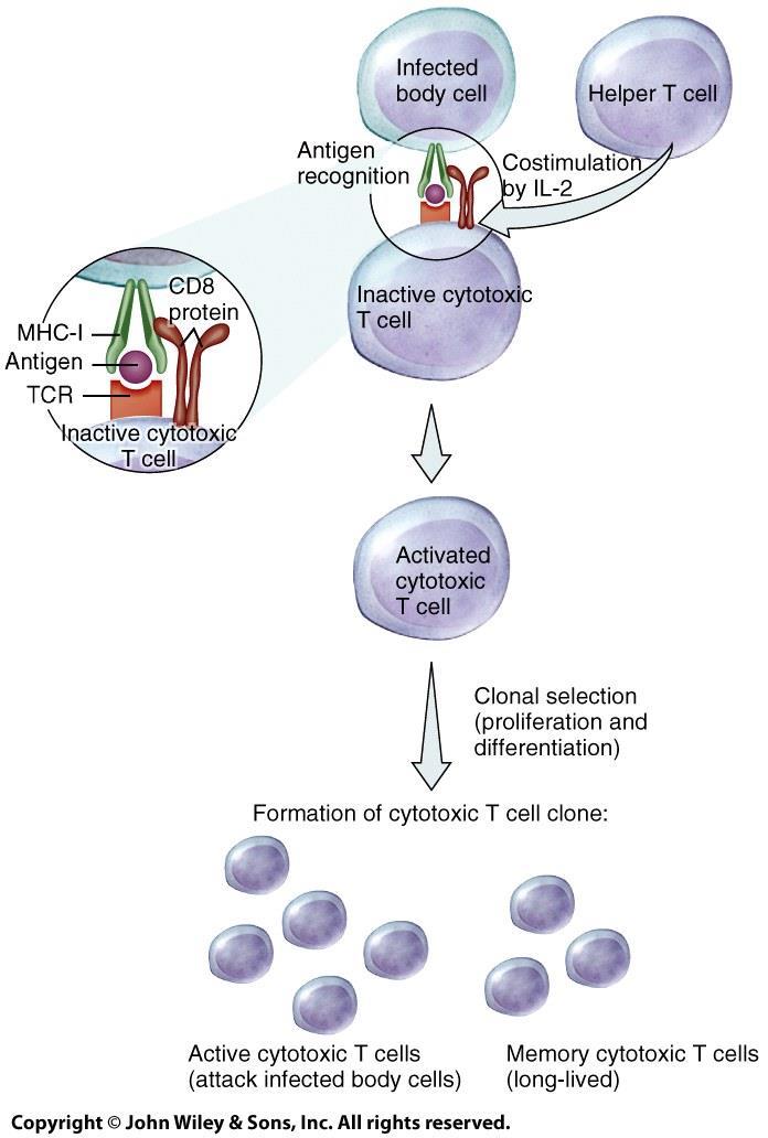 Activation and Clonal Selection of Cytotoxic T Cells