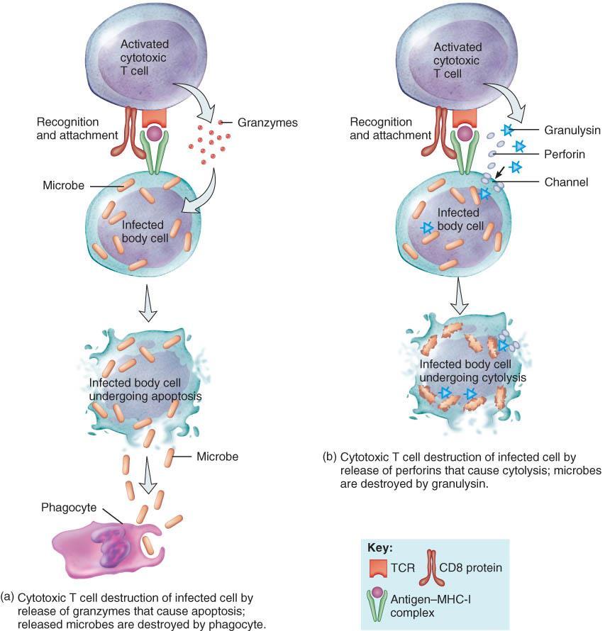Elimination of Invaders When the cytotoxic T cell detaches from a target cell, it