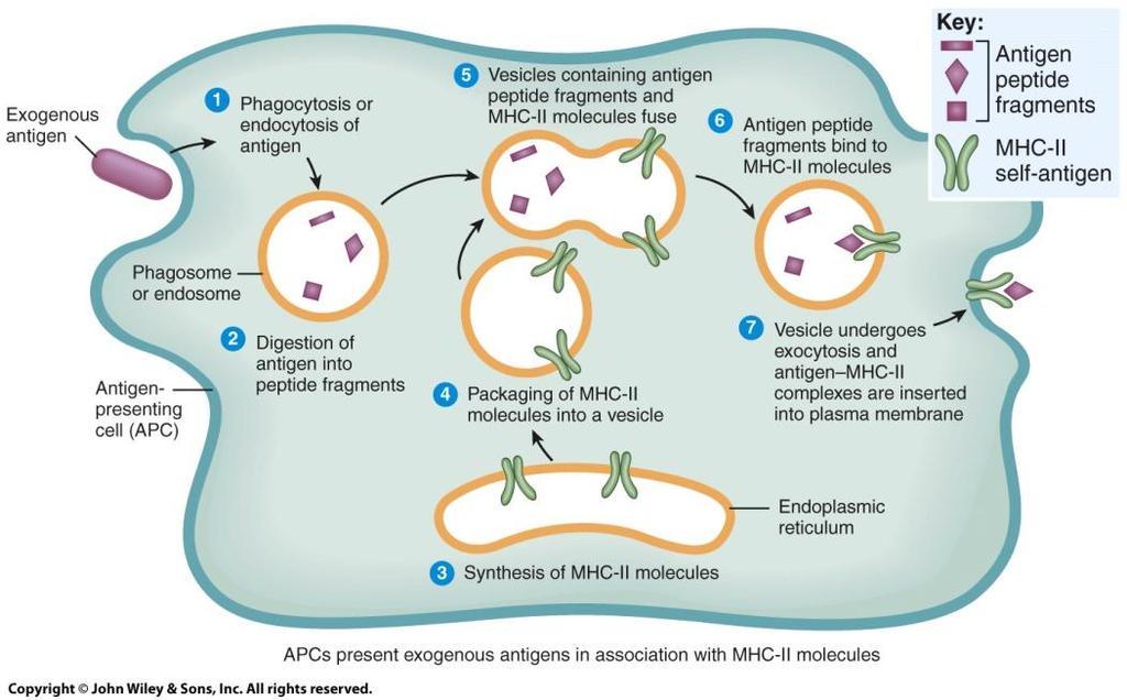 Major Histocompatibility o MHC-II antigens: Appear only on membrane of Antigen Presenting Cells (Dendritic cells, macrophages, B cells) Complex Antigens o