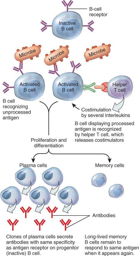 Activation and clonal selection of B cells Note: This process shows B Cell activation through direct binding of BCR with antigen.