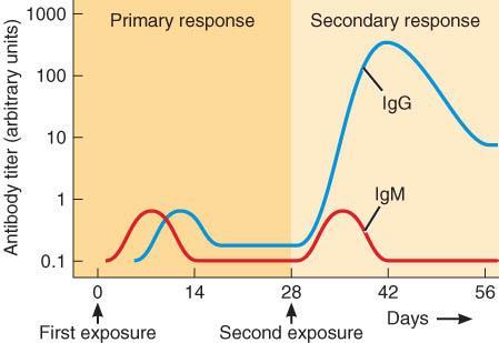 Immunological Memory Production of antibodies following exposure to antigen. Primary (first exposure) and secondary (second exposure) responses.