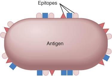 Chemical Nature of Antigens / Epitopes o Structure: Large, complex molecules, usually proteins if they have simple repeating subunits they are not usually antigenic (plastics in joint replacements) o