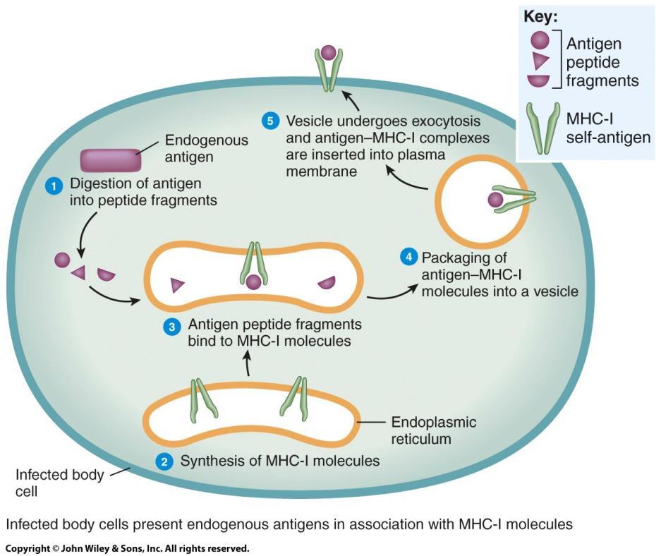 Major Histocompatibility o MHC-I antigens: are built into the cell membrane of all cells except red blood cells Complex Antigens o Function: If a cell is infected with a